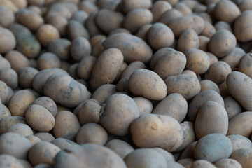 Fototapeta premium freshly picked potatoes piled up for further distribution