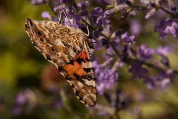 black-and-orange butterfly hive urticaria sits on small lilac wildflowers. butterfly insect in natural habitat, close-up nature photo with bokeh and with variable focus.