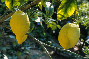 citron, variete Villafranca, citrus limon