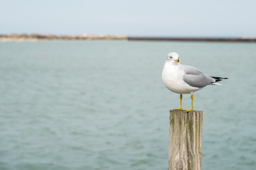 Seagull resting on a wood post a Lake Erie.