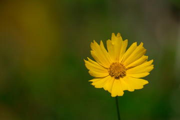 yellow cosmos flower on green background