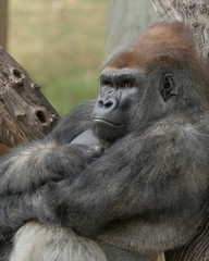 Male Western Lowland Silverback Gorilla closeup portrait