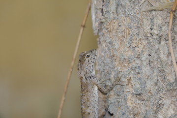 Chameleon that conditions the skin like the bark of a tree