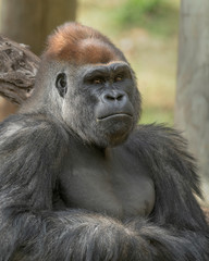 Male Western Lowland Silverback Gorilla closeup portrait