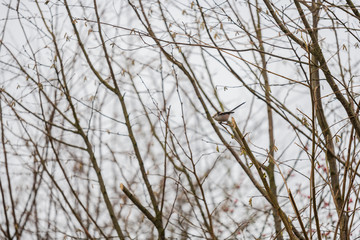 a tailed tit sits in a bare tree  during winter