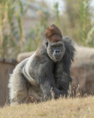Male Western Lowland Silverback Gorilla full body portrait behind grassy hill