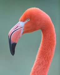Pink flamingo closeup profile portrait against smooth green background © gnagel