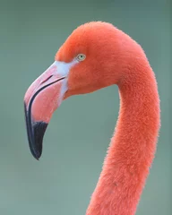 Gordijnen Pink flamingo closeup profile portrait against smooth green background © gnagel