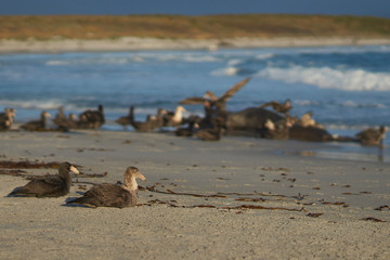 Southern Giant Petrels (Macronectes giganteus) sitting on a beach on Sea Lion Island in the Falkland Islands.  Carcass of a Southern Elephant Seal in the background.      