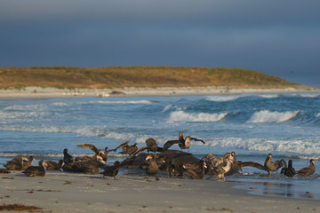Group of Southern Giant Petrel (Macronectes giganteus) and Northern Giant Petrel (Macronectes halli) feeding on the carcass of a Southern Elephant Seal on Sea Lion Island in the Falkland Islands.