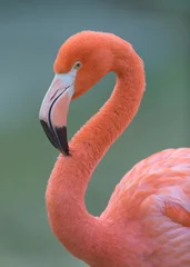 Gardinen Pink flamingo closeup profile portrait against smooth green background © gnagel