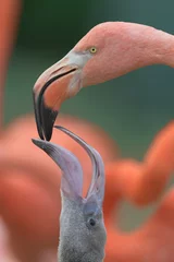 Gardinen Mother pink flamingo feeding an infant flamingo with bird milk into its beak © gnagel