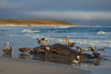 Group of Southern Giant Petrel (Macronectes giganteus) and Northern Giant Petrel (Macronectes halli) feeding on the carcass of a Southern Elephant Seal on Sea Lion Island in the Falkland Islands.