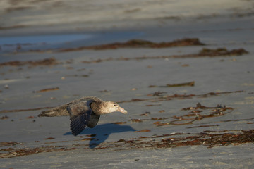 Southern Giant Petrel (Macronectes giganteus) flying low over the sands of Sea Lion Island in the...