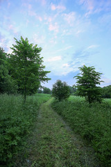 Obraz premium Beautiful summer landscape in countryside.