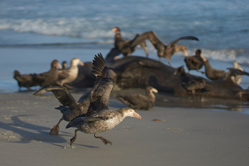 Northern Giant Petrel (Macronectes halli) taking off from the beach on Sea Lion Island in the...