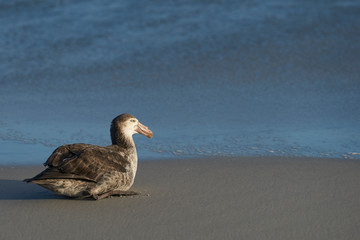Northern Giant Petrel (Macronectes halli) on the beach on Sea Lion Island in the Falkland Islands.