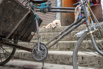 Dog in nepal with bindin and old bike