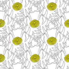 Dandelion hand drawn pattern.Taraxacum officinale - 312366544