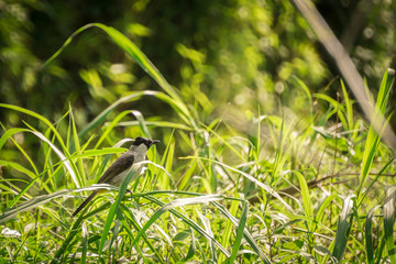 Burung Photos Royalty Free Images Graphics Vectors Videos