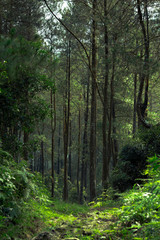 Fototapeta premium path in the forest