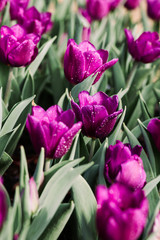 Obraz premium field of purple tulips