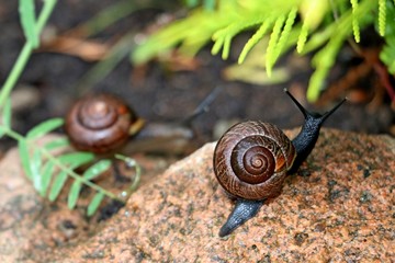 snail on a granite stone