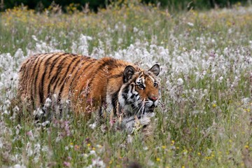 The Siberian tiger (Panthera tigris Tigris), or  Amur tiger (Panthera tigris altaica) in the grassland.
