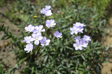 Closeup linum hirsutum known as downy flax with blurred backgroung in summer garden