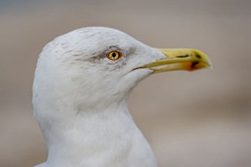 Close-up portrait of vain seagull