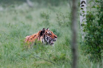 The Siberian tiger (Panthera tigris Tigris), or  Amur tiger (Panthera tigris altaica) in the grassland.