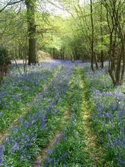 Bluebell woods and tracks
