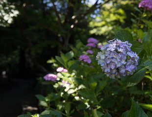 青く咲くいた紫陽花