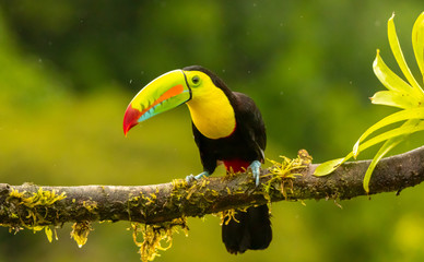 Keel billed Toucan on branch in Costa Rica rainforest