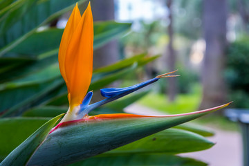 Fleur oiseau de paradis
