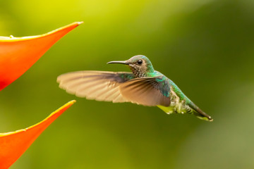White necked Jacobin humming in flight on red flower in costa rica