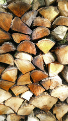 Fototapeta premium woodpile freshly cut in the wood
