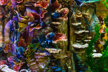 Colourful coral reef in aquarium. Ocean world background