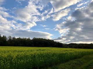 field of green grass and blue sky