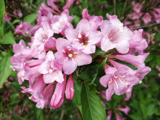 group of purple flowers growing in the sunny garden