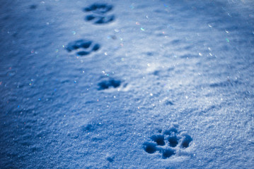 Paws prints in blue snow with shadows closeup.