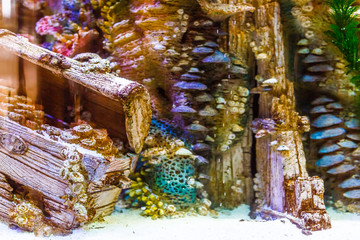 Aquarium world. Aquarium decor, coral reef, old chest with treasures. Close up