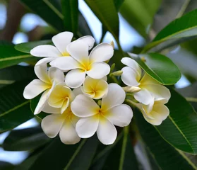 Poster White frangipani or white plumeria flowers on tree © rprongjai