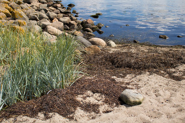 Photography of a beautiful pristine landscape with beach, ocean and trees