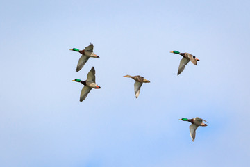 Flock of mallard ducks flying in formation across a blue sky 