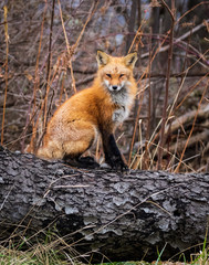 Naklejka na ściany i meble Adult red fox sitting on a dead cherry tree log. Cute fox sitting pretty like a dog 