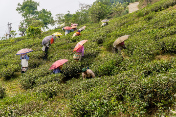 Kurseong (Darjeeling), India