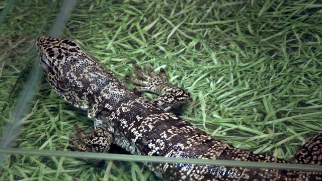 Lizard Tegu sits in the enclosure