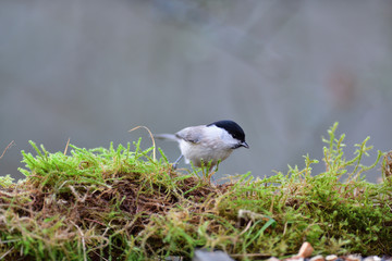 Portrait of marsh tit sitting on a branch with a green moss