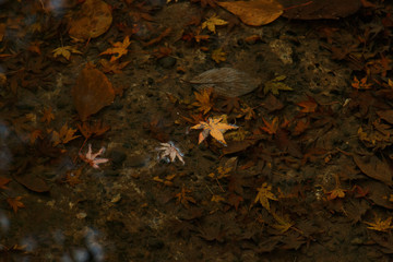 水たまりと紅葉